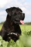 CANE CORSO 879